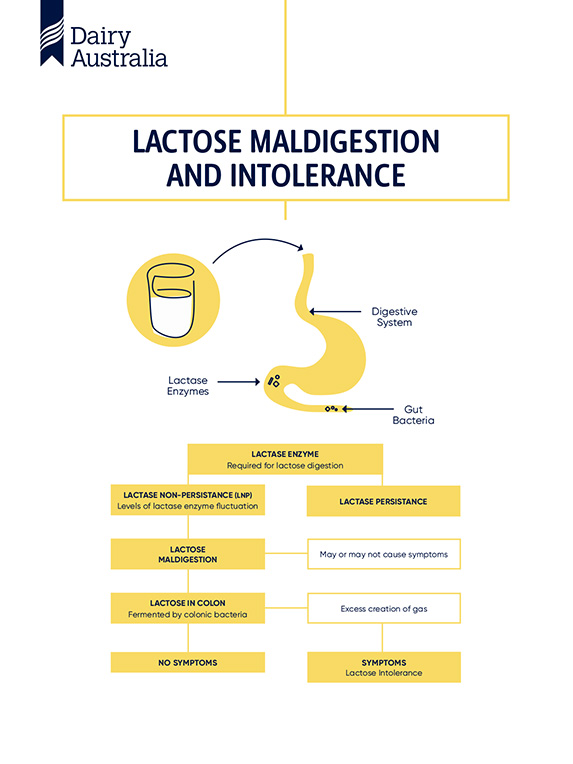 Lactose Intolerance Infographic Dairy Australia