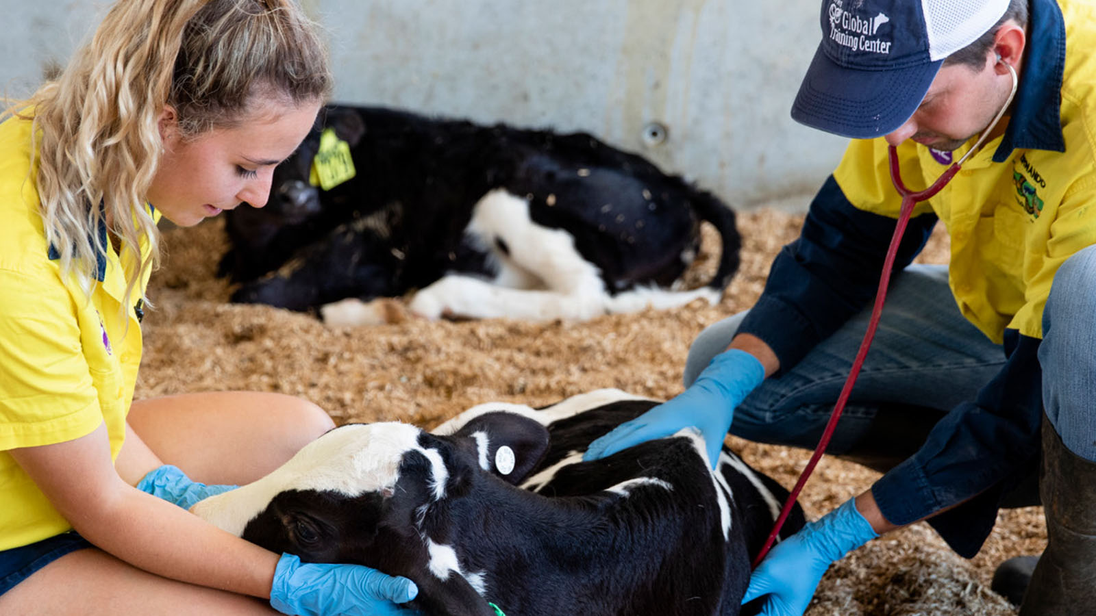 Careers In The Dairy Industry Dairy Australia